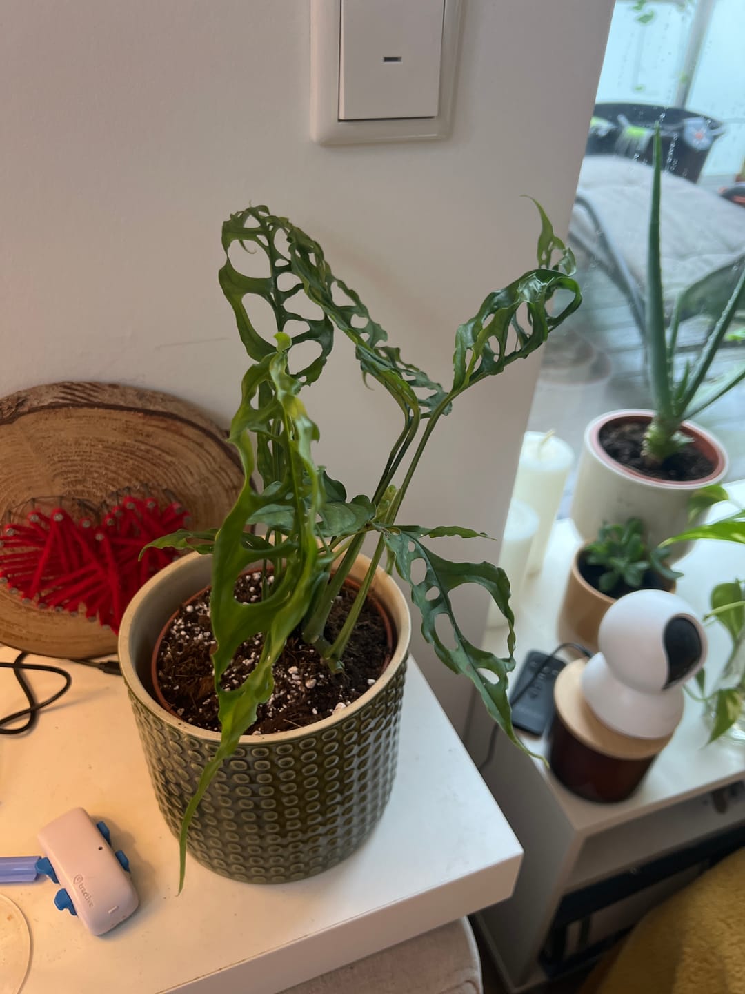 Customer photo review of MONSTERA OBLIQUA PERU