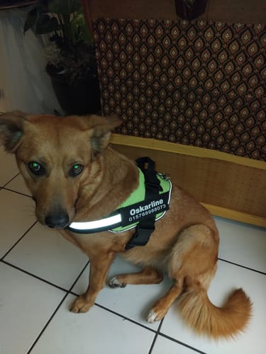 Customer photo review of Puppery™ Personalisiertes Anti-Zug Hundegeschirr