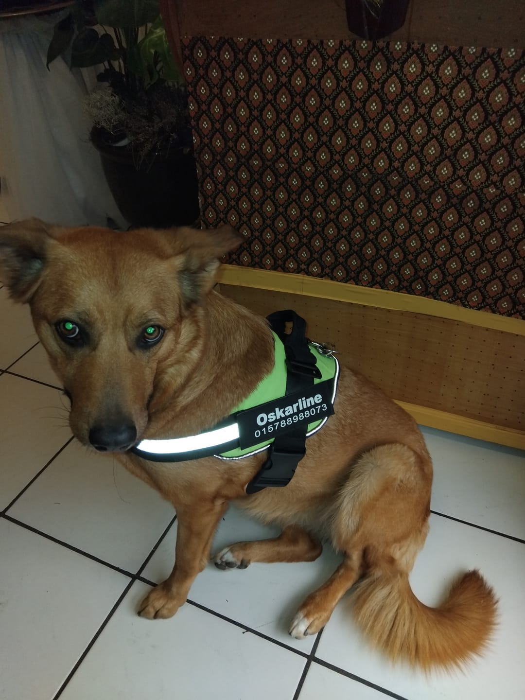 Customer photo review of Puppery™ Personalisiertes Anti-Zug Hundegeschirr