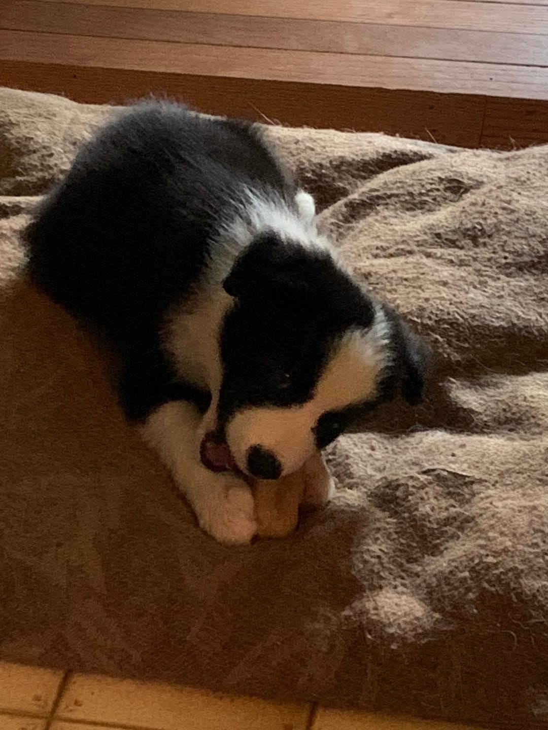 Customer photo review of Himalayan Yak Chew (SMALL)