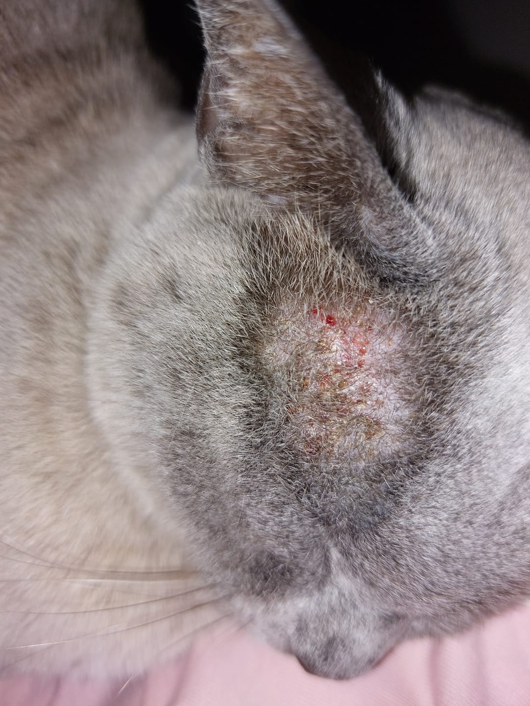 Customer photo review of Cat Gel