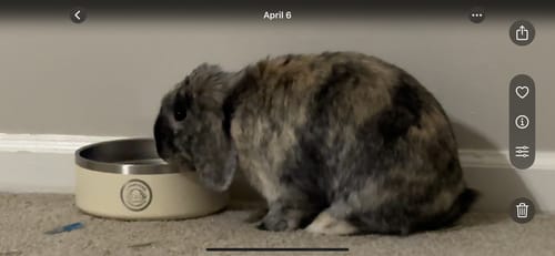 Customer photo review of Bunny Water Bowl