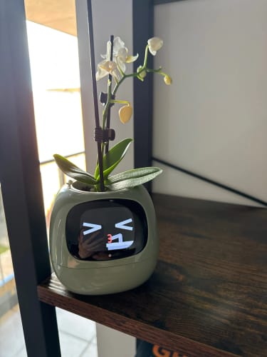 Customer photo review of LitLamp™ Ivy Smart Planter