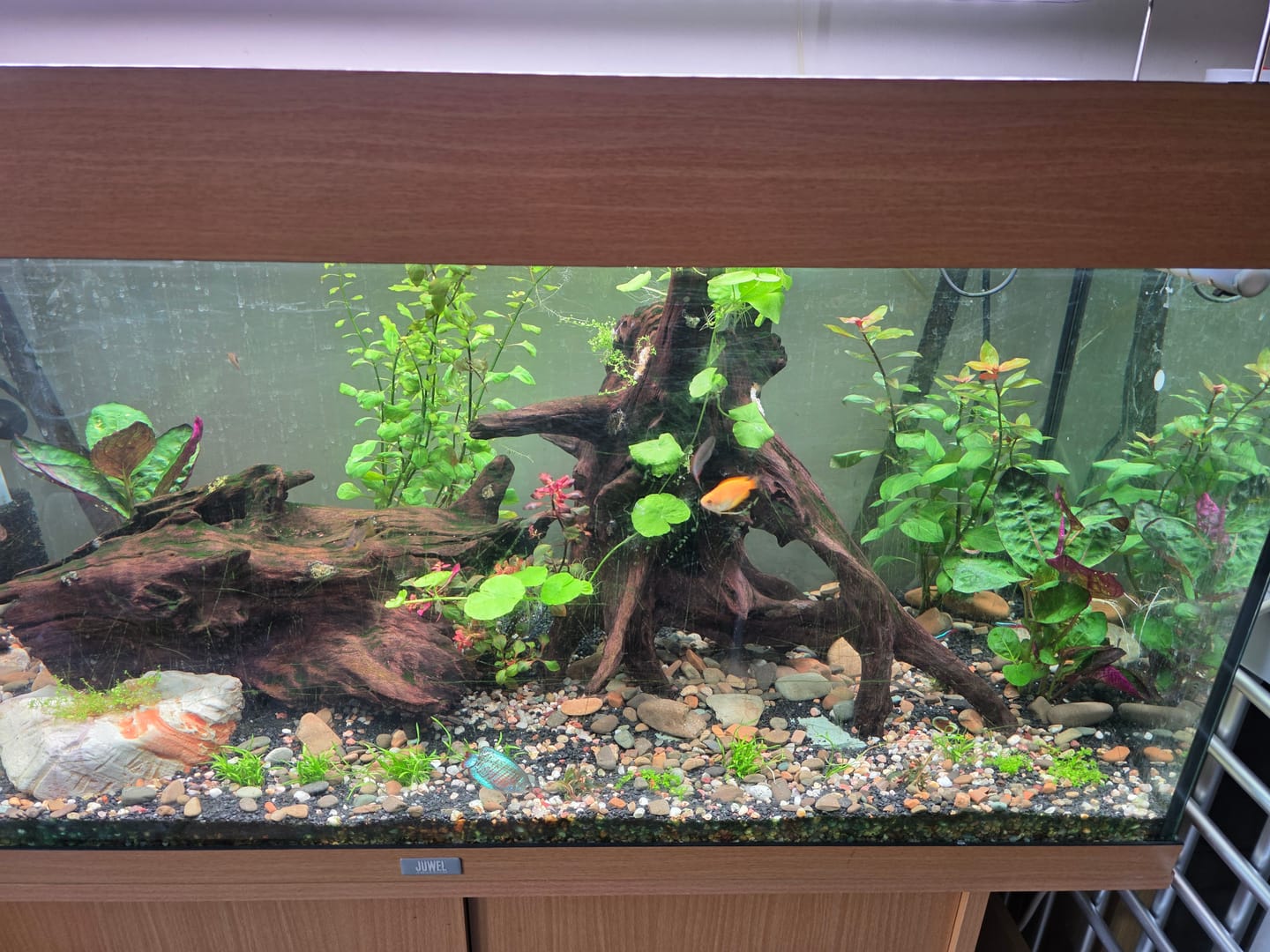 Customer photo review of Chihiros WRGB II Pro LED Light