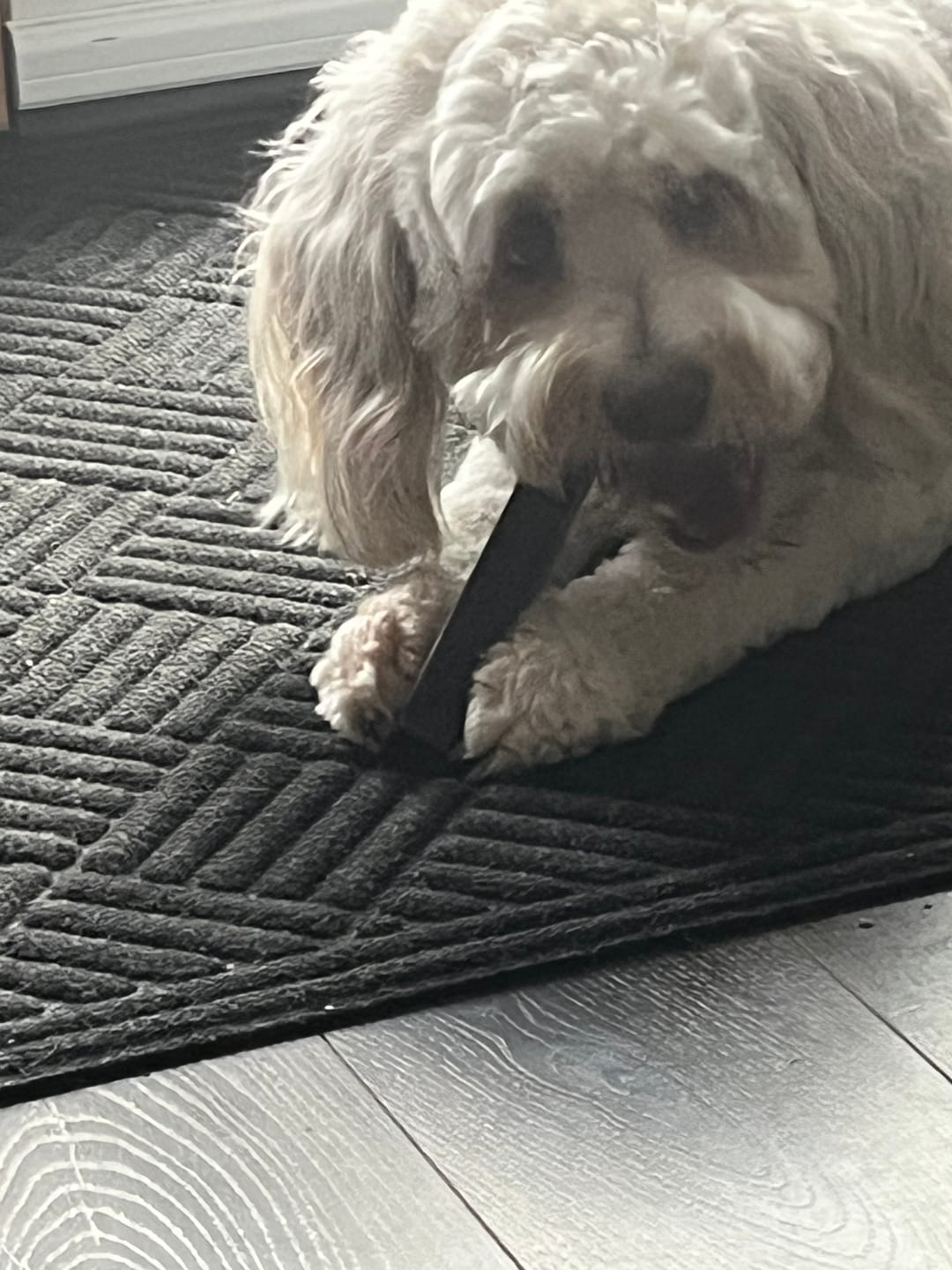 Customer photo review of Mint Himalayan Yak Chew (MEDIUM)