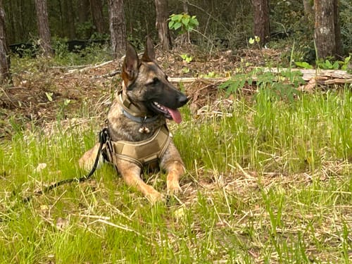 Customer photo review of Metal-Buckle Tactical K9 Dog Collar With Hook & Loop Panel & Top Handle