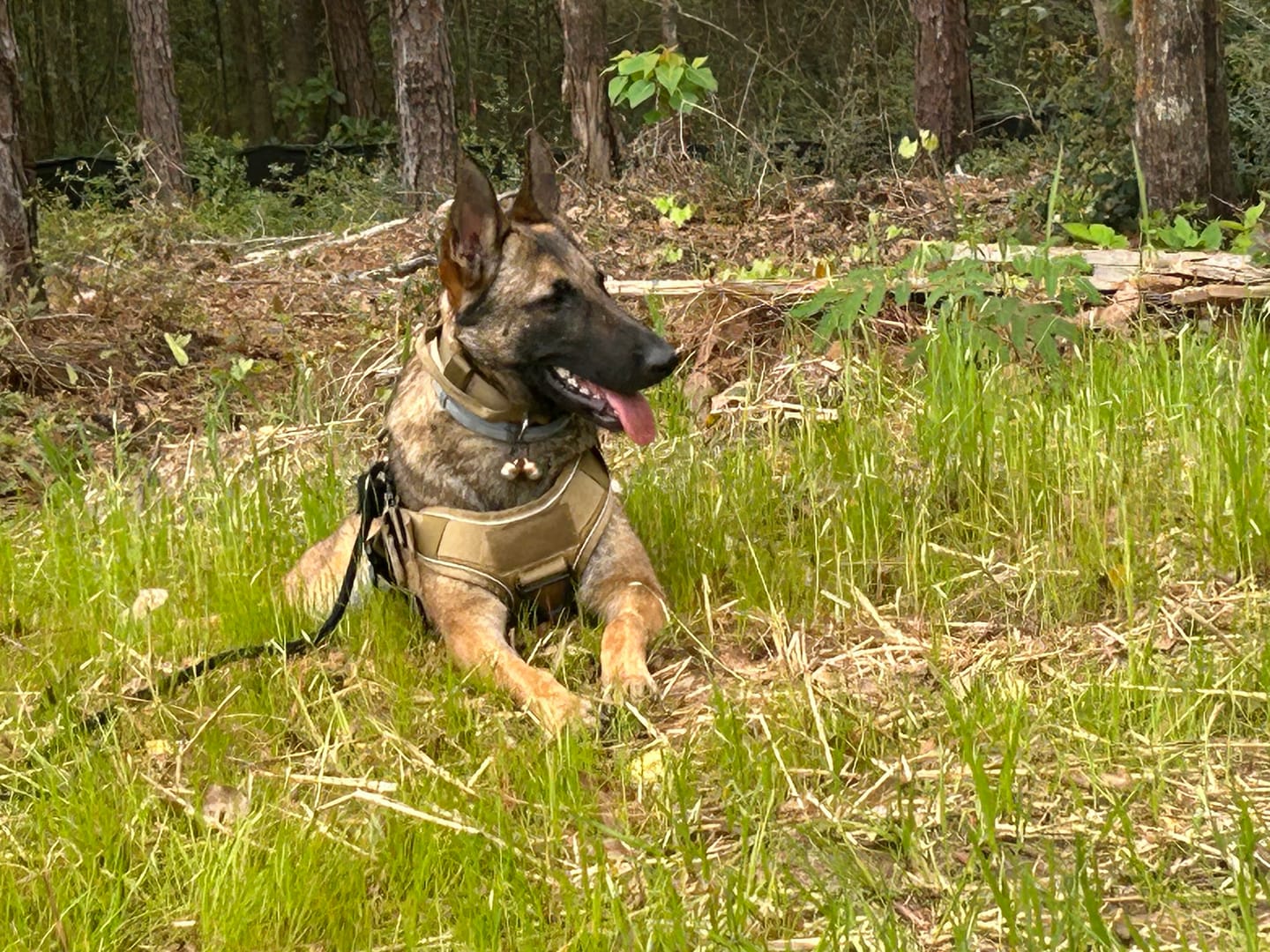 Customer photo review of Metal-Buckle Tactical K9 Dog Collar With Hook & Loop Panel & Top Handle