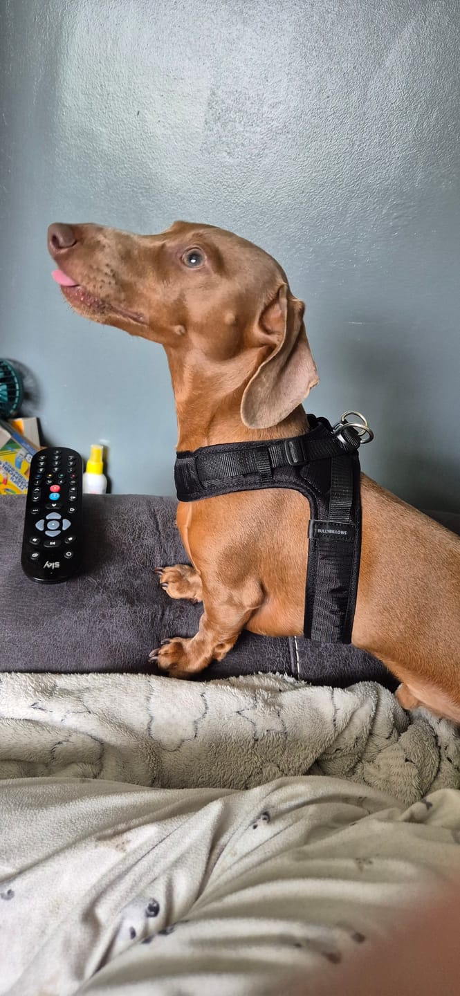 Customer photo review of Boomerang Harness - XS-M Breeds - Black