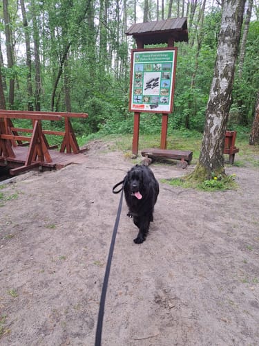 Customer photo review of Smycz z dodatkową rączką - Guard Leash Black Edition Czarna