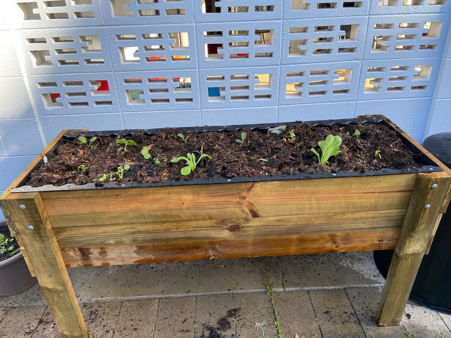 Customer photo review of LARGE Raised Garden Bed on Legs - Timber | 157x60x80cm(h)