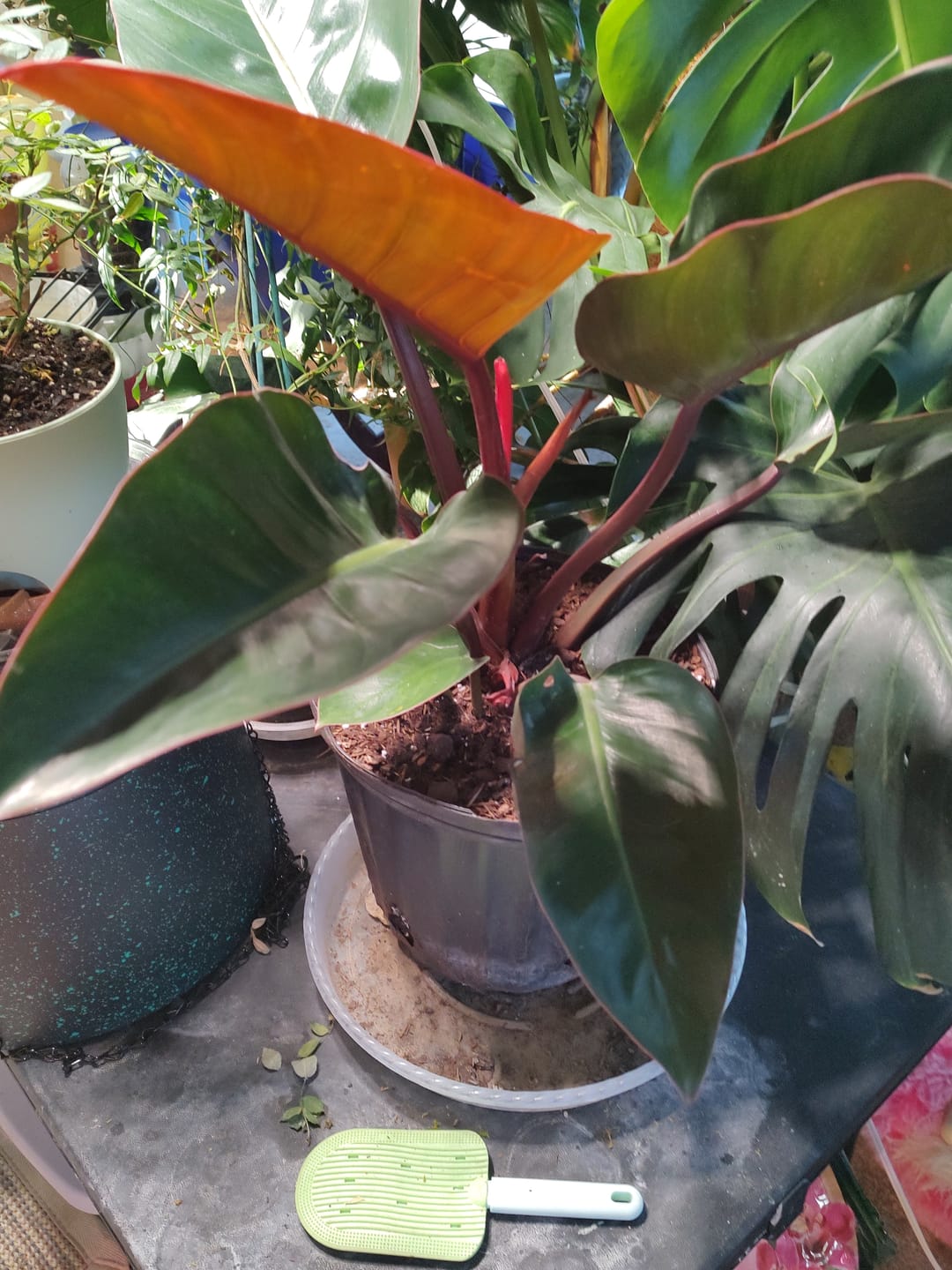Customer photo review of Philodendron Red Congo, Tropical Forest Plant
