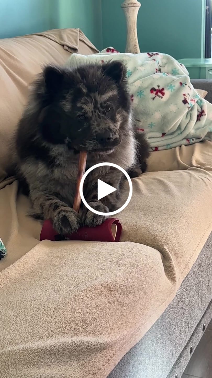 Customer video review of 12 Inch Standard Bully Stick