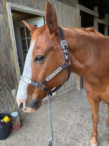 Customer photo review of Dark Leather Show Halter ~ Stars & Diamonds