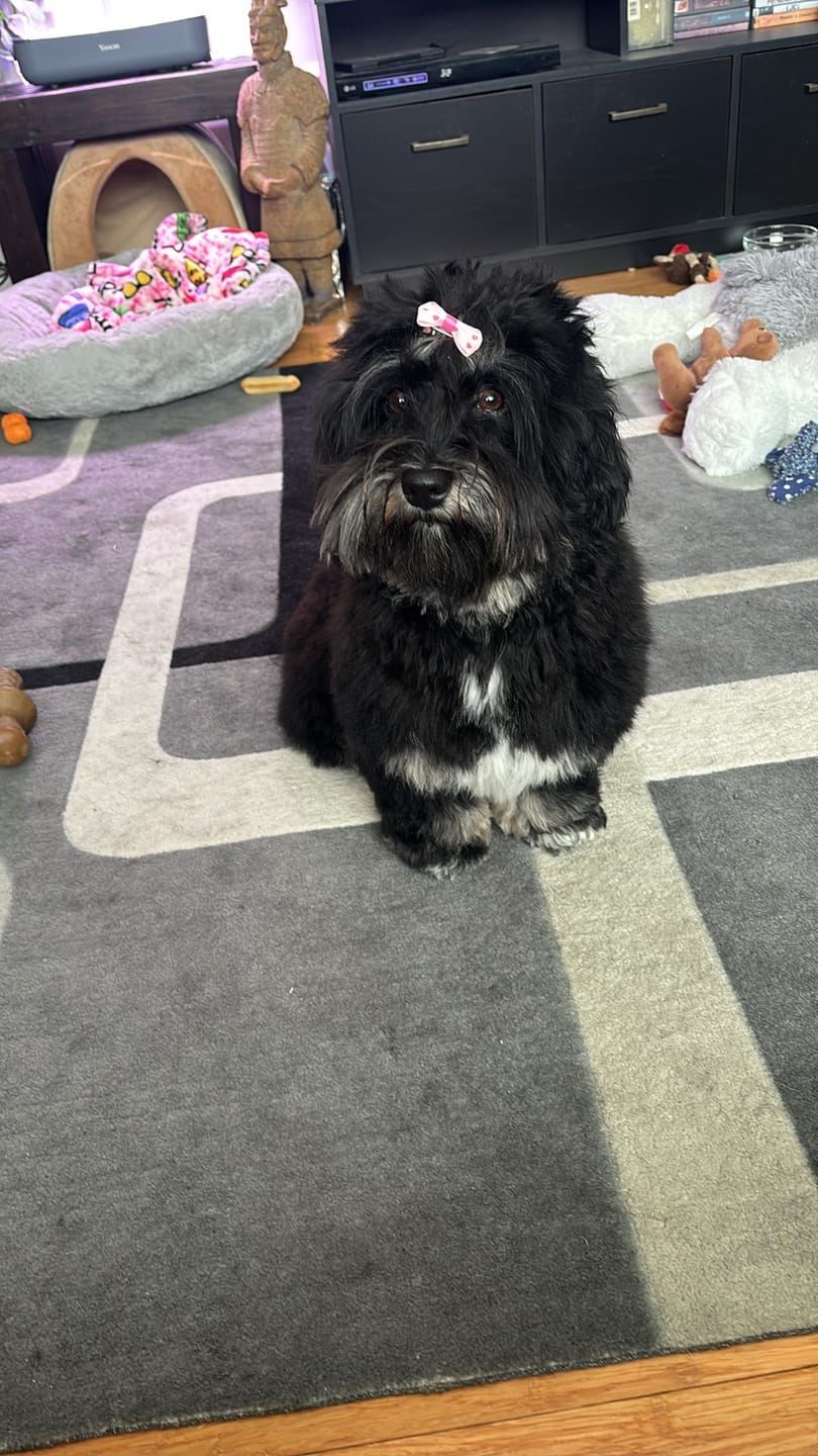 Customer photo review of Himalayan Yak Chew (SMALL)