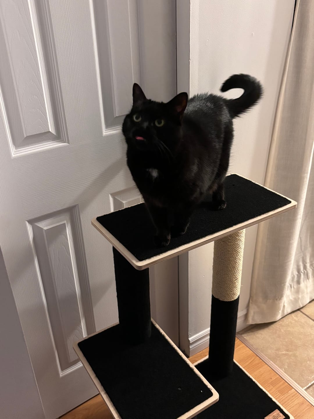 Customer photo review of Noba Modern Plywood 2-Level Cat Tree