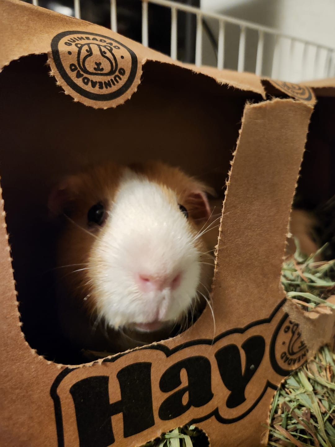 Customer photo review of Timothy Hay Bar for Guinea Pigs (5 Pack)