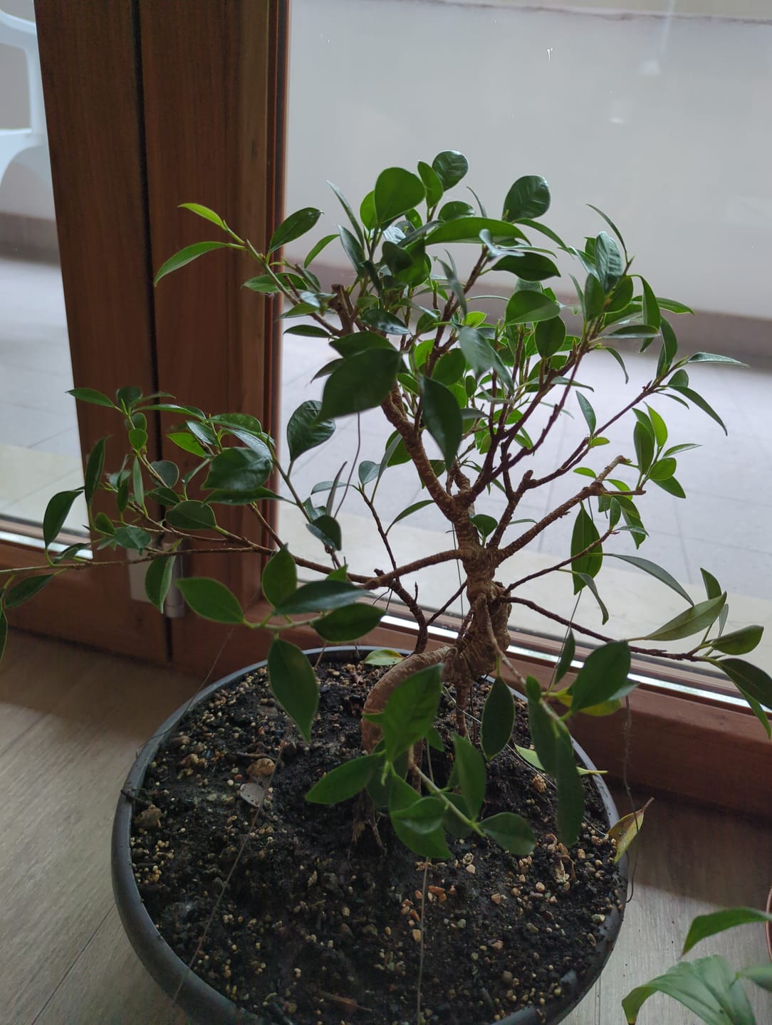 Customer photo review of PROTOCOLLO NUCLEARE CB®