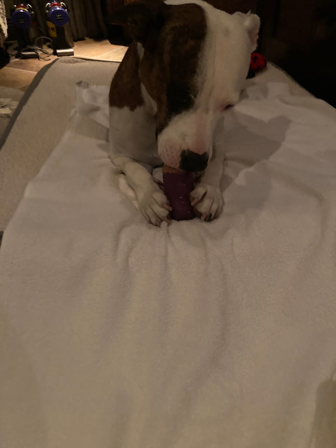 Customer photo review of Bone Refills Dog Meat 90 Grams (4 Pack)®
