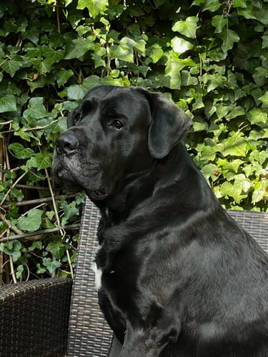 Customer photo review of Präbiotika