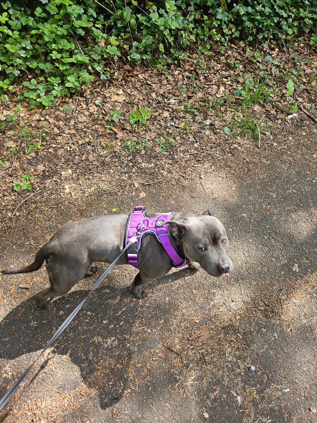 Customer photo review of Comfort Premium Harness | Non Restrictive - Purple