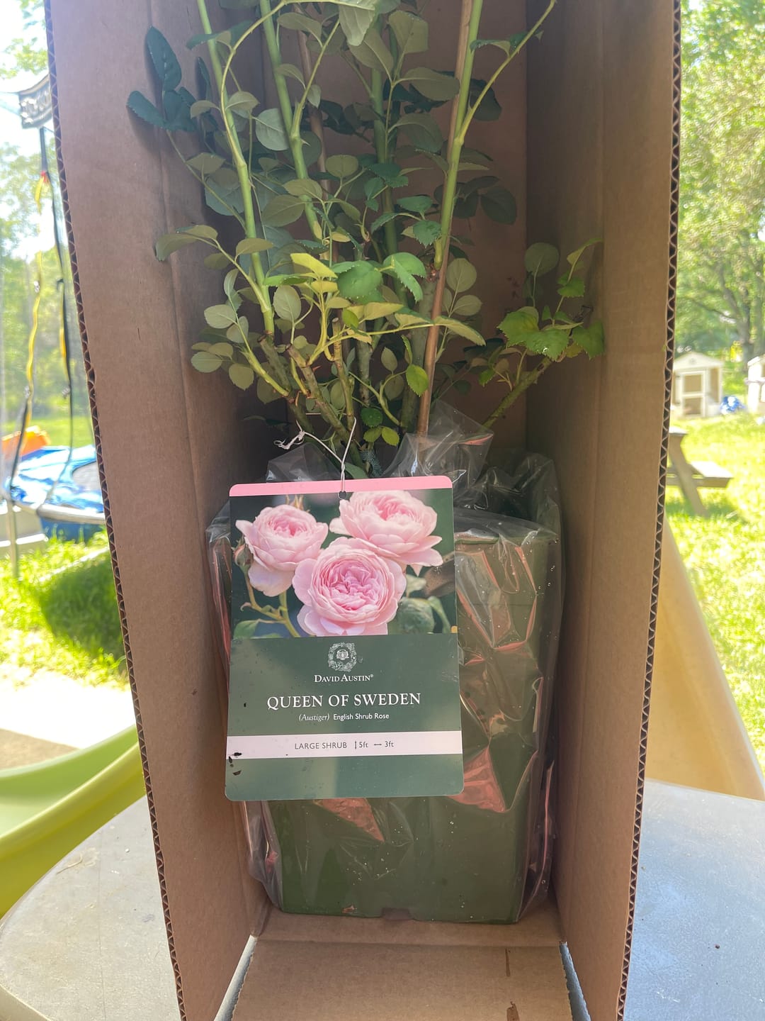 Customer photo review of Queen of Sweden® Rose Bush By David Austin® 3 Gallon