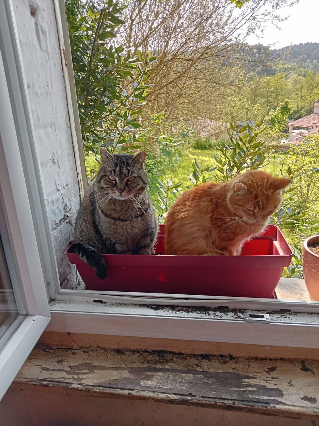 Customer photo review of Mousses riches en saumon & aux carottes (chaton)