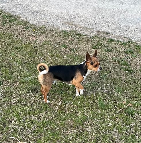 Customer photo review of DE-01™ Dental Dogbiotic