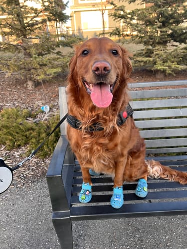 Customer photo review of WagWellies® Mojave