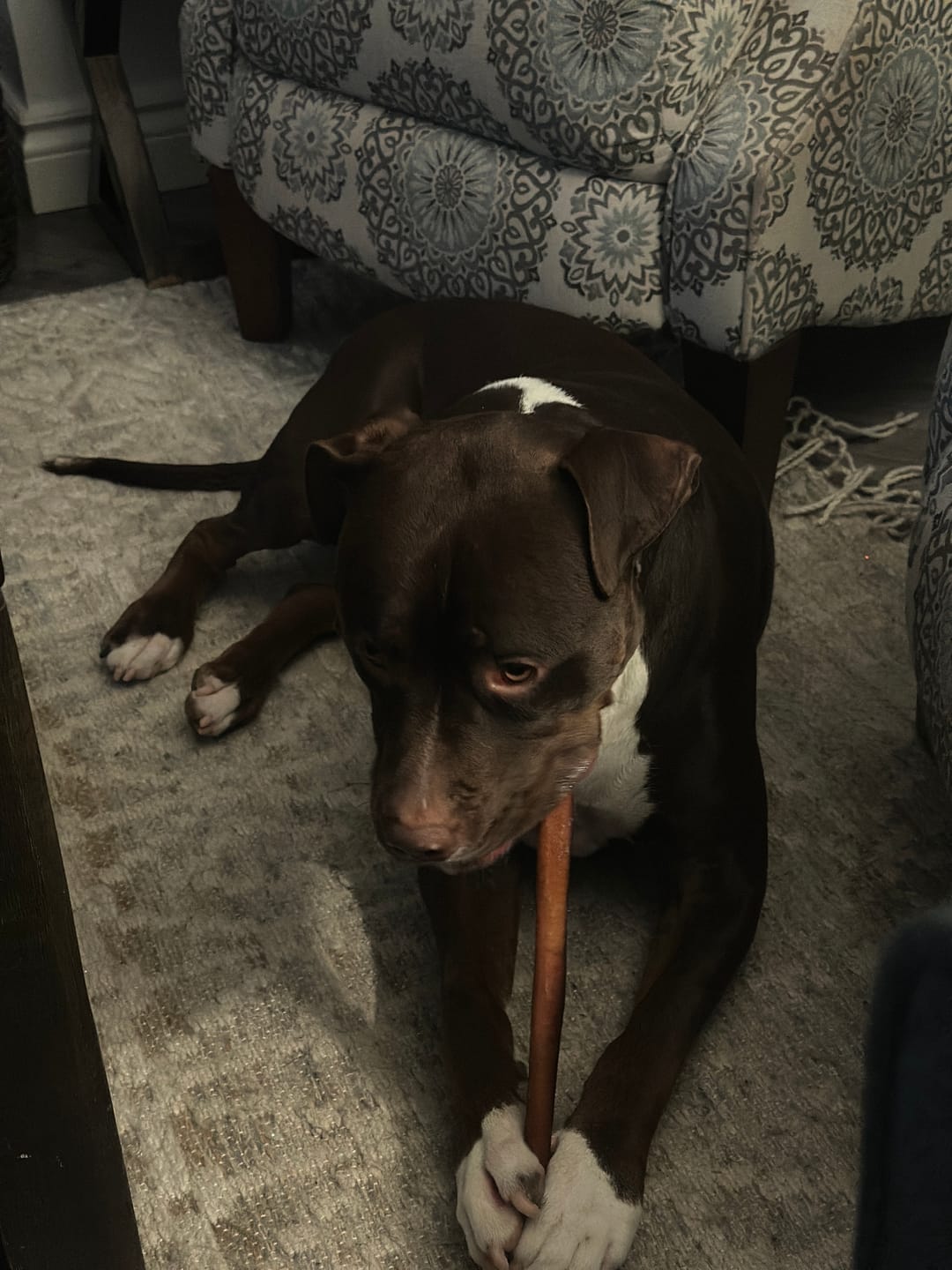 Customer photo review of 12 Inch Beef Jerky Stick