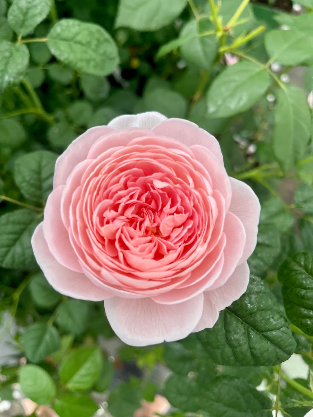 Customer photo review of Olivia Rose Austin® Rose Bush By David Austin® - 3 Gallon