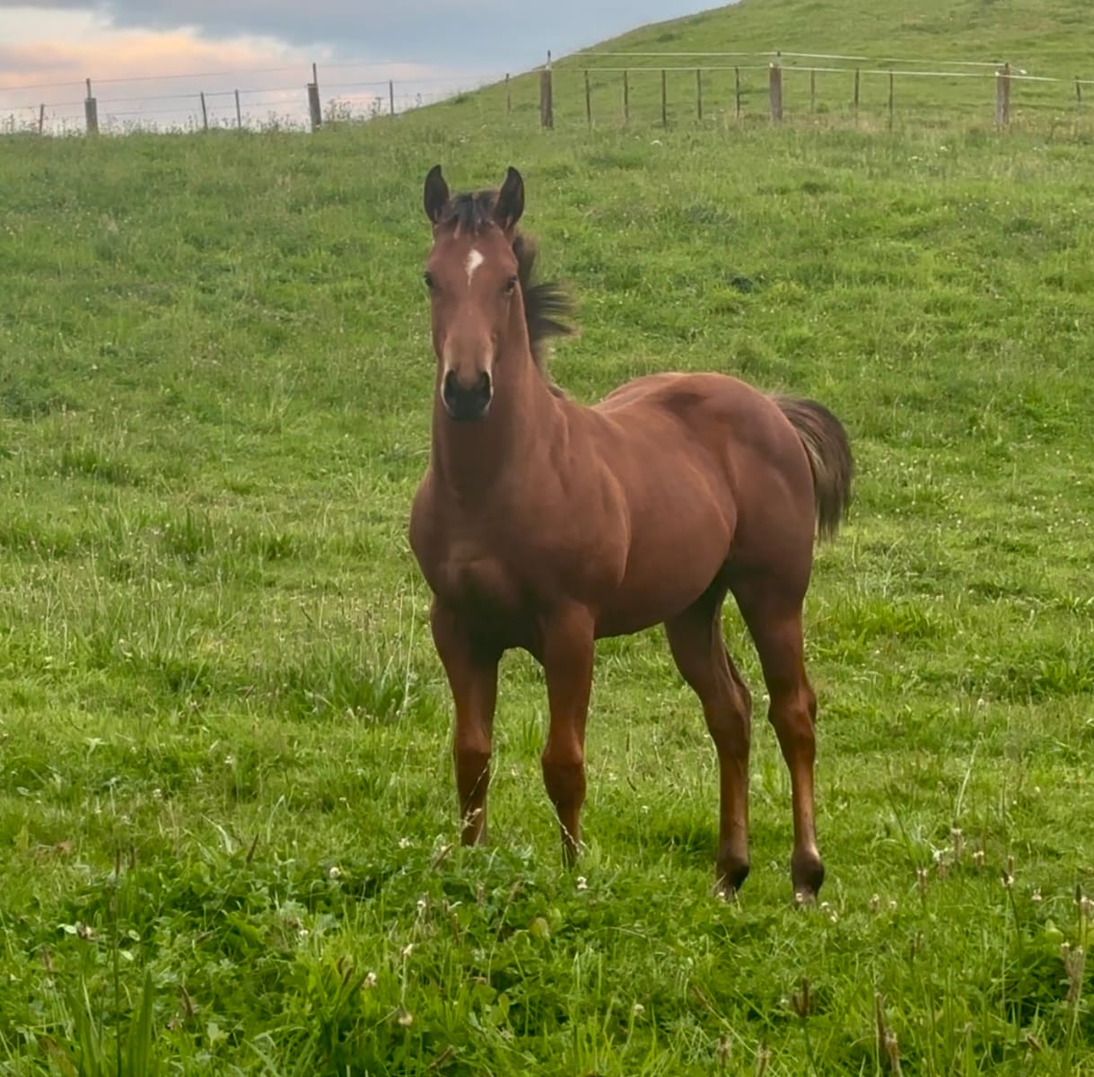 Customer photo review of Digestive EQ - Equine Gut Supplement