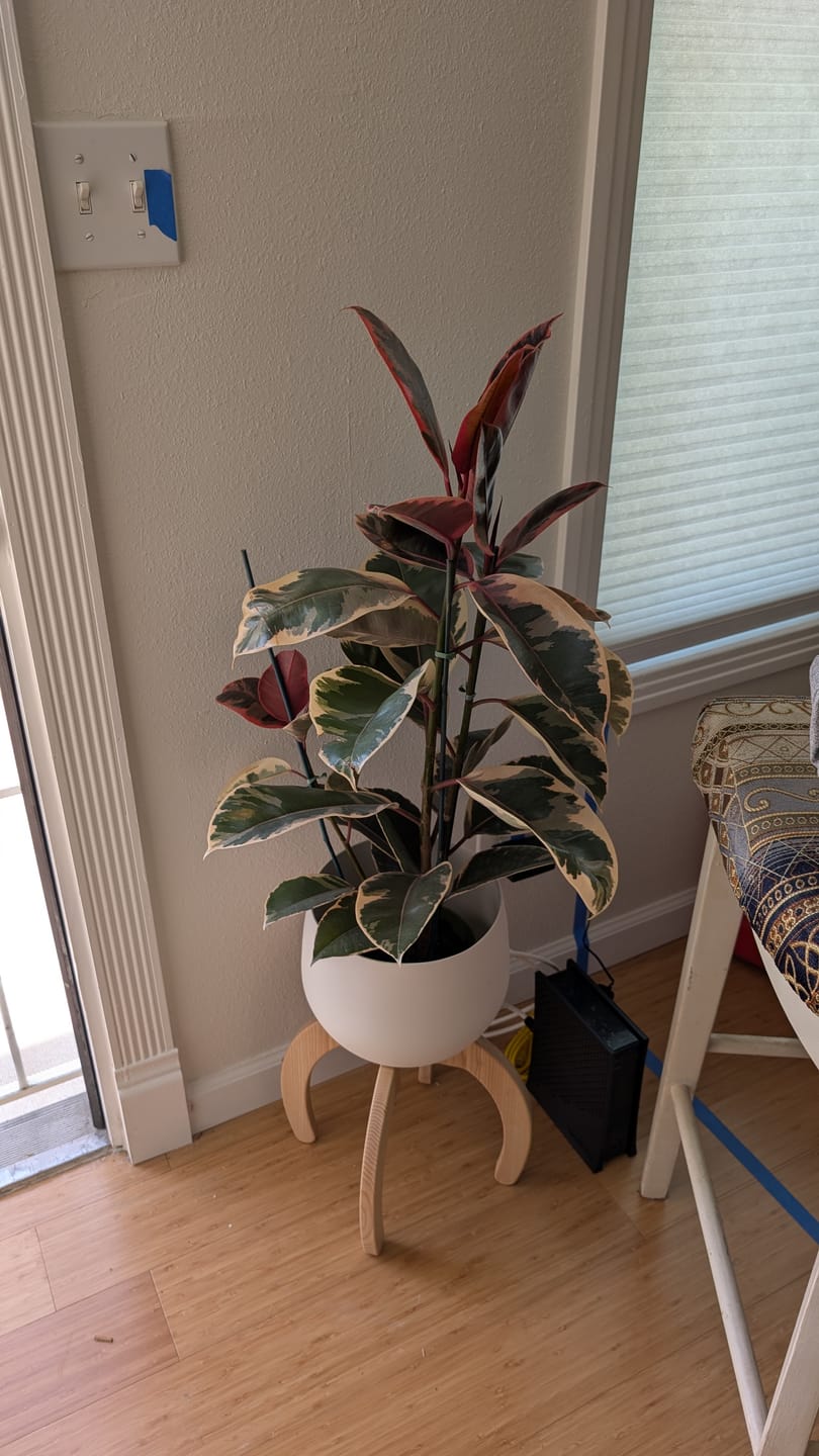 Customer photo review of Nested Plant Stand + Pot
