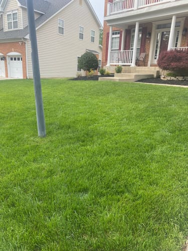 Customer photo review of GCI Turf Type Tall fescue Grass Seed