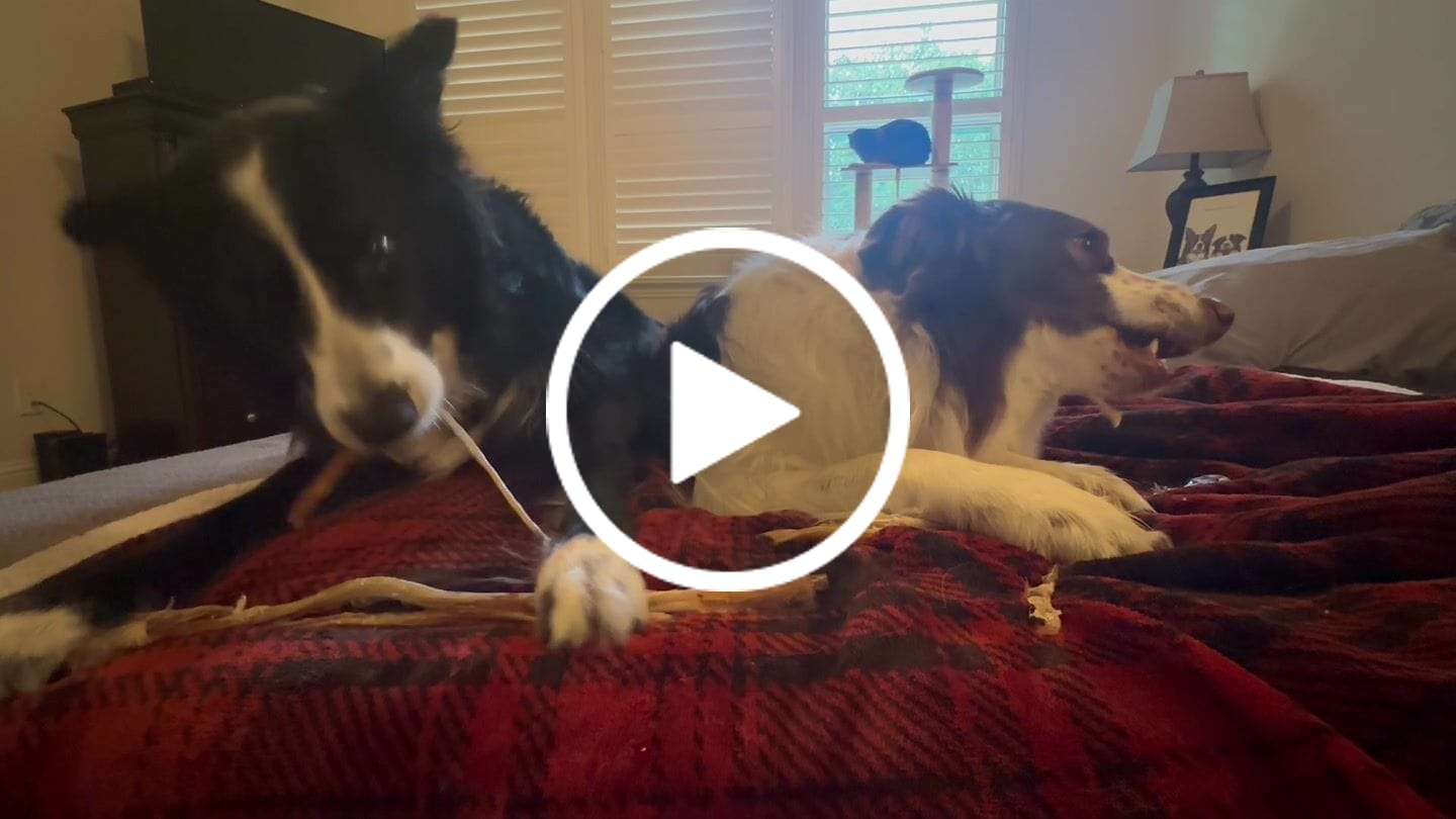 Customer video review of Ostrich Tendon Twister (16" x 2.5" x 1"): The Satisfying, All-Natural Chew for Dental Health & Joint Support