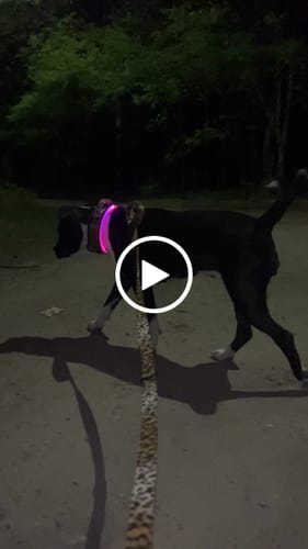 Customer video review of Smycz przepinana - Multi Leash Leopard