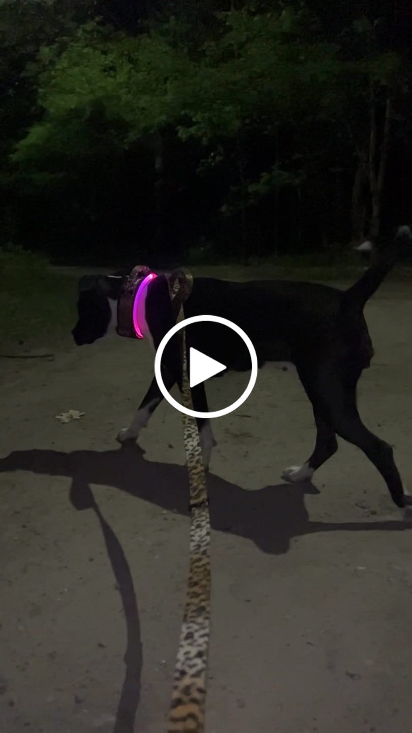 Customer video review of Smycz przepinana - Multi Leash Leopard