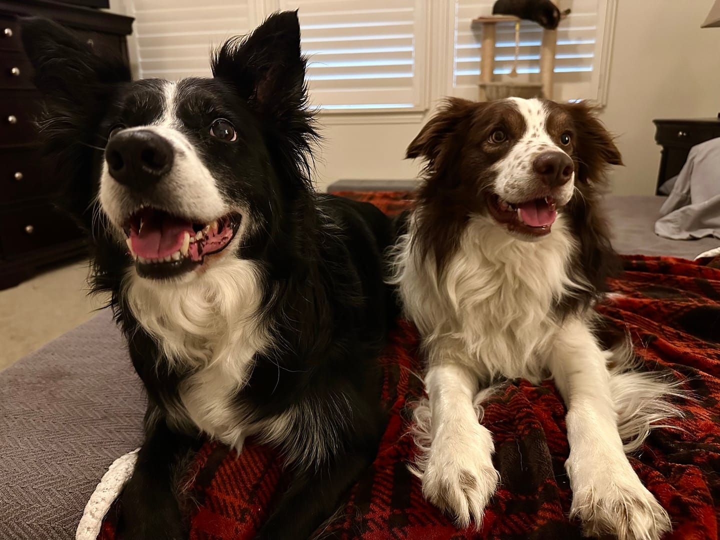 Customer photo review of Tasty Ostrich Jerky (2oz): The Protein-Packed, Dental-Health Chew for Dogs of All Sizes