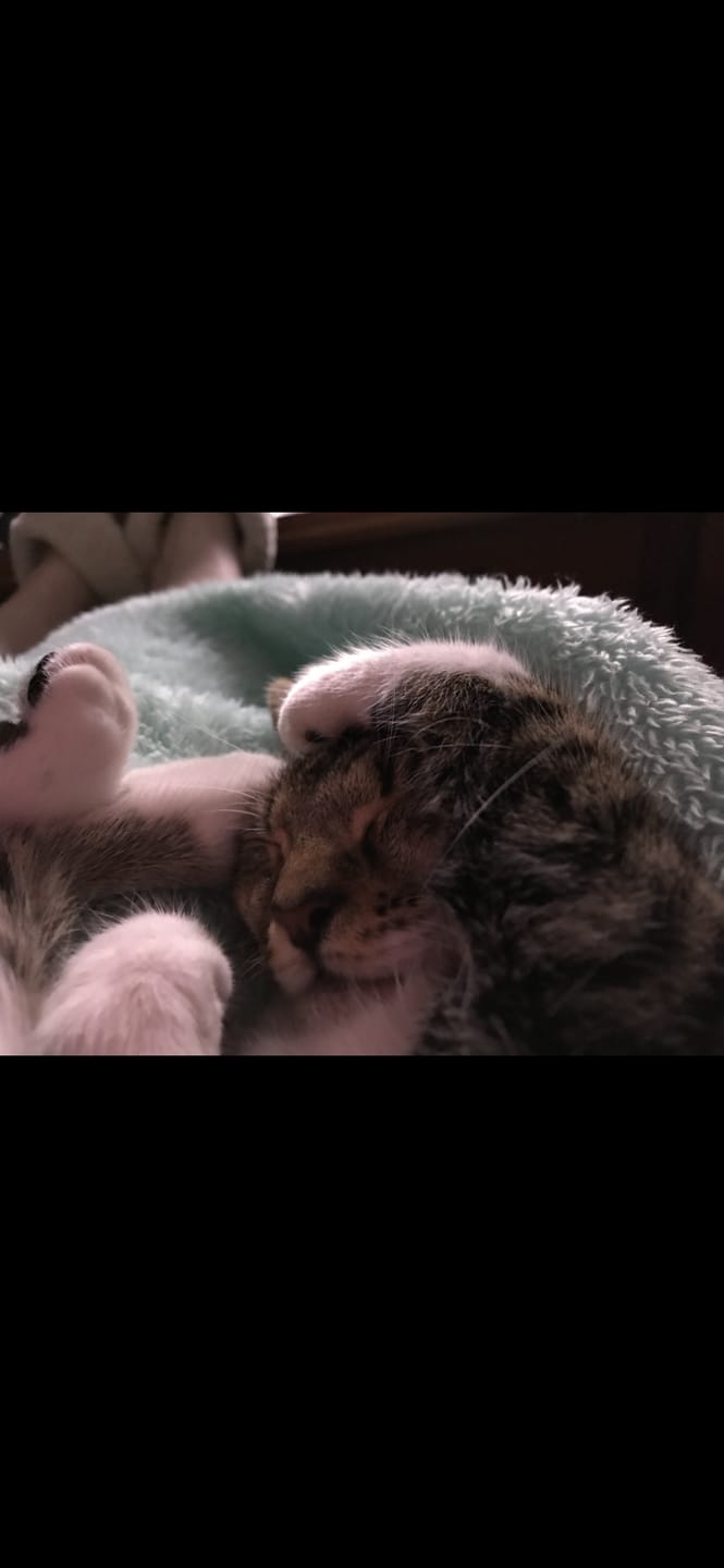 Customer photo review of Pawz Non-Removable Calming Pet Bed