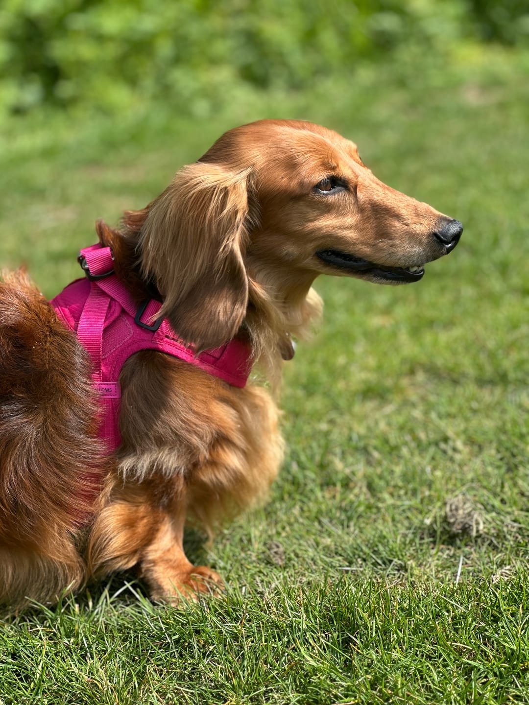 Customer photo review of Boomerang Harness - XS-M Breeds - Carminerose