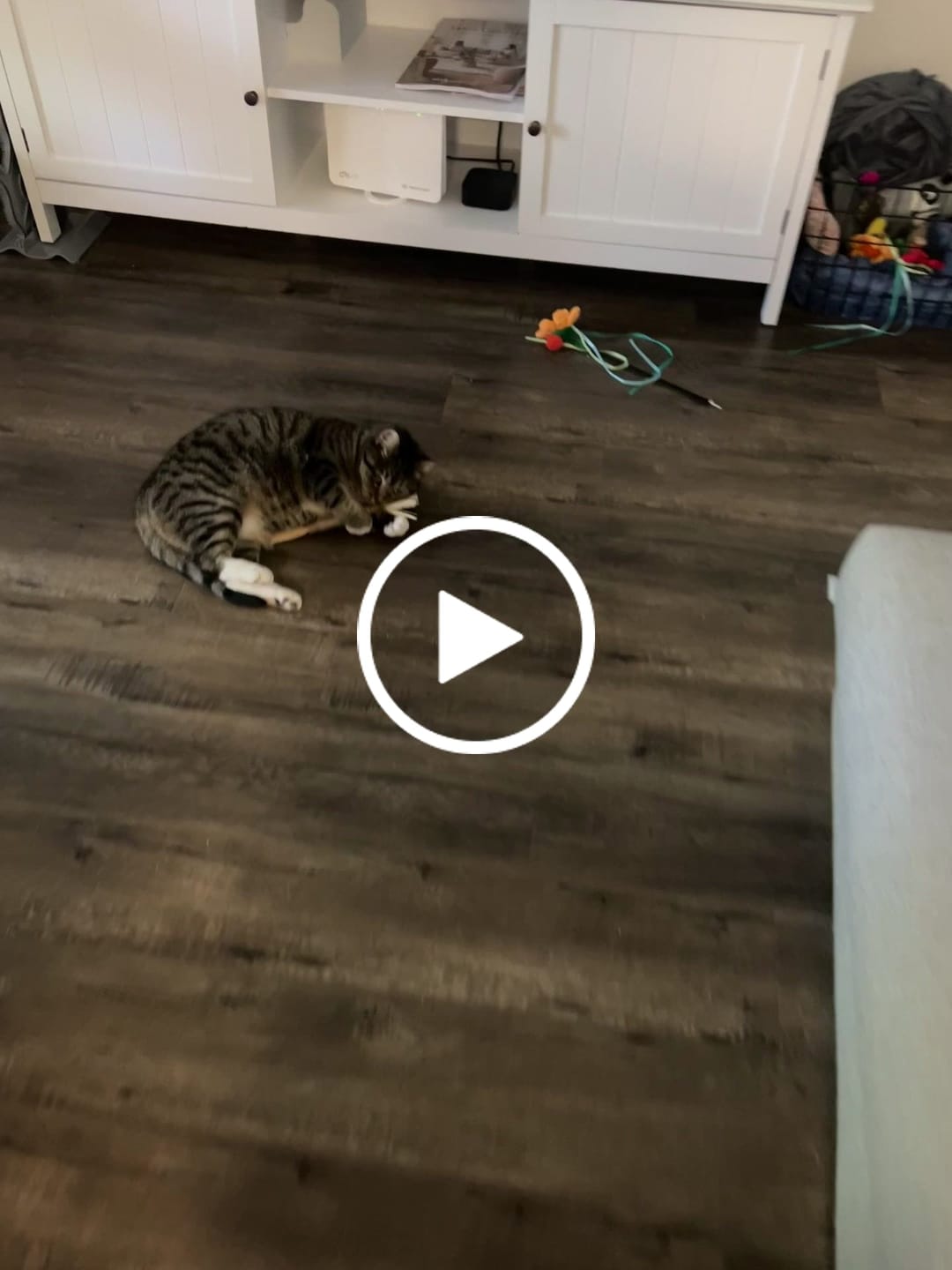 Customer video review of RYERCAT Silvervine Cat Dental Sticks (Australia)