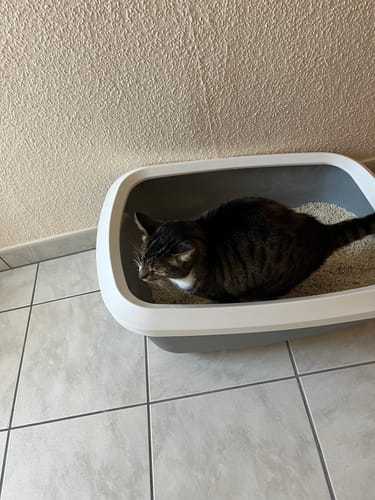 Customer photo review of Naturreines Katzenstreu