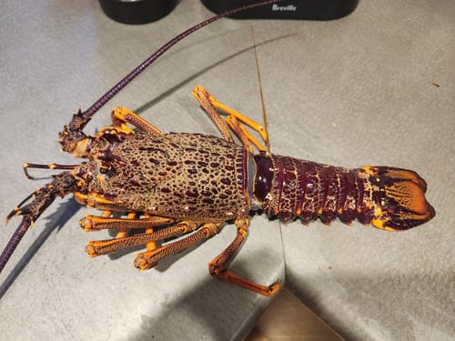 Customer photo review of Live NZ Red Crayfish
