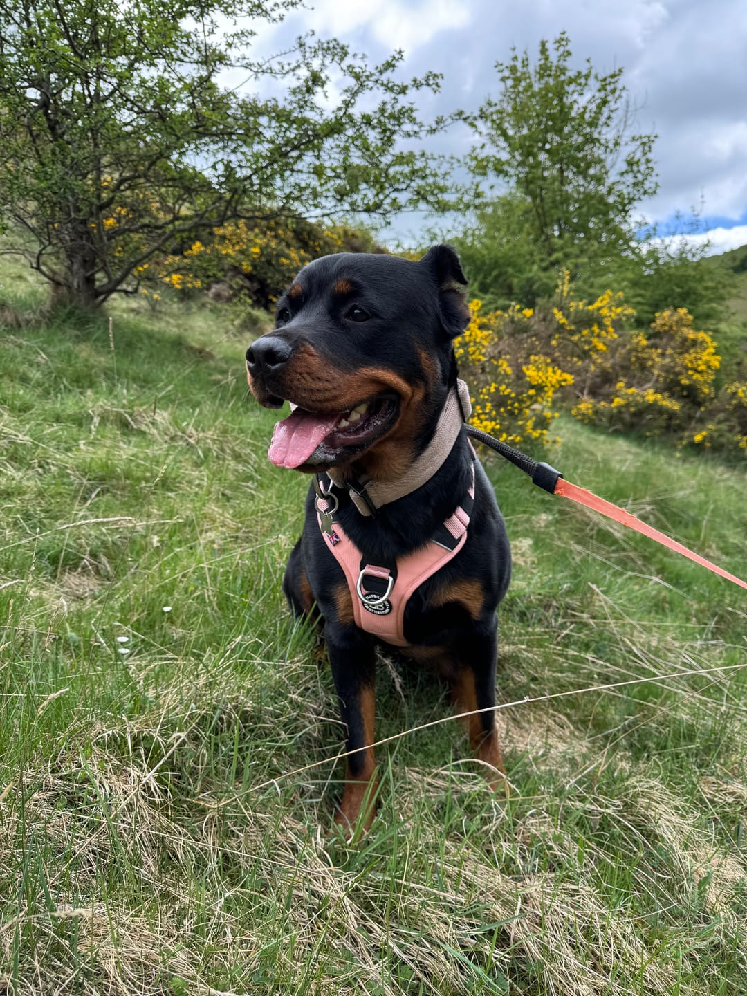 Customer photo review of Anti Pull Hurricane Harness - With Handle - Pink