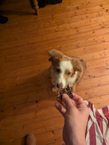 Chanelle W. review of Chew-tastic Dog Treats Bundle image 1 out of 2