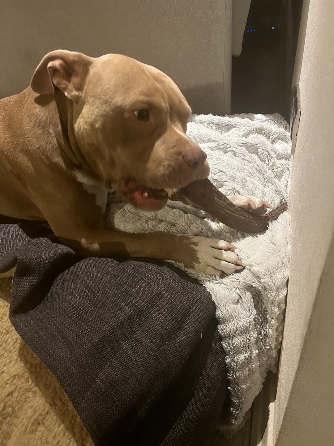 Customer photo review of Asta de ciervo para perros - Regular