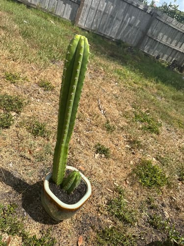 Customer photo review of San Pedro Cactus | Trichocereus (Echinopsis) Pachanoi