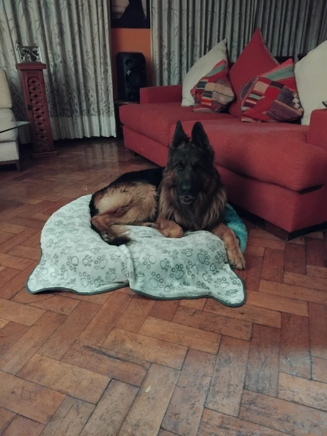 Customer photo review of Manta The Dogs: Para Regalonear