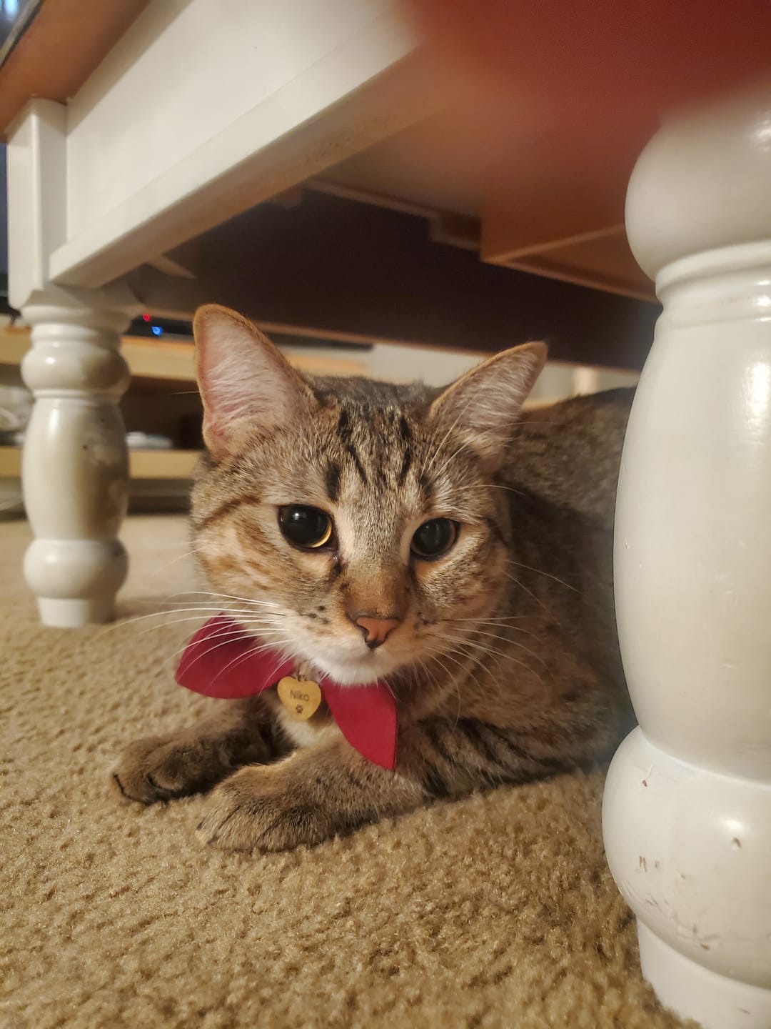 Customer photo review of Heart Shaped Cat ID Tag