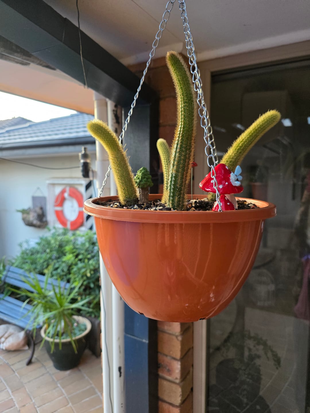 Customer photo review of Golden Rat Tail Cactus
