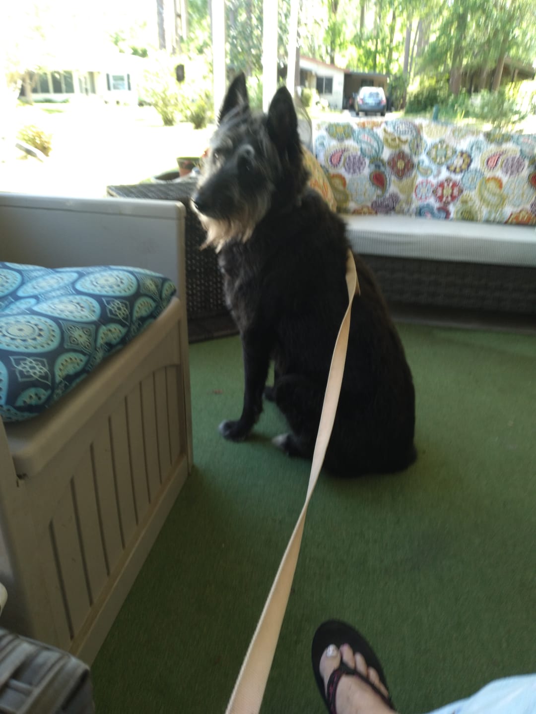 Customer photo review of Bark-Less Bites - XL Breed